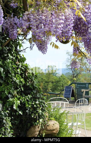 Weald von Kent durch Wisteria Stockfoto