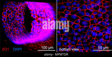 Konfokales Mikroskop Bild eines Tissue-engineered microvessel vom menschlichen Gehirn mikrovaskuläre Endothelzellen in einem 3D-Matrix gebildet. Bild mit freundlicher Genehmigung von Prof. Peter Searson, Johns Hopkins University. Stockfoto