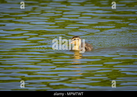 Mallard Entlein schwimmen in einem See bei Sonnenuntergang noch Stockfoto