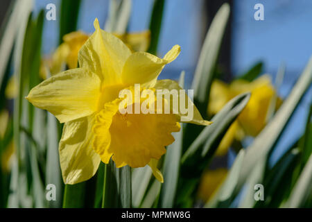 Nahaufnahme einer Narzisse Blume, verschwommenen Hintergrund Stockfoto