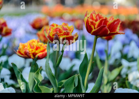 Tulpe rot und gelb mit Fransen Kanten in einem Park Stockfoto