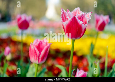 Rose Tulpe mit Fransen Kanten in einem Park Stockfoto