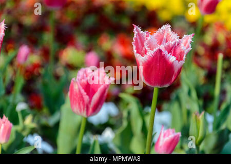 Rose Tulpe mit Fransen Kanten in einem Park Stockfoto