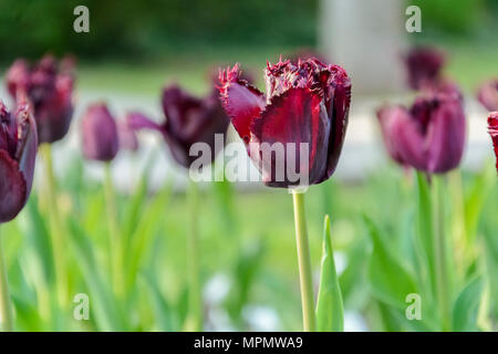 Lila und rote Tulpe mit Schnittkante. Wein farbige Tulip Stockfoto