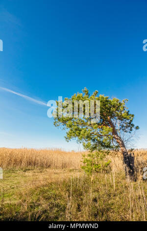 Einsame alte Kiefer, das am Straßenrand im Feld Stockfoto