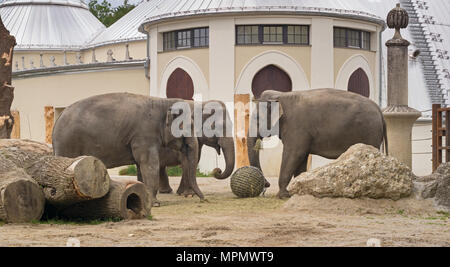 Drei Weibliche asiatische Elefanten in Mischfuttermitteln Essen getrocknetes Gras von drahtförderung Korb und aus dem Boden, mit asiatischen - Elephant House Stil hinter Stockfoto