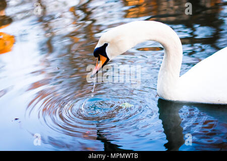 Schwäne sind Vögel der Familie Entenvögel innerhalb der Gattung Cygnus. Stockfoto