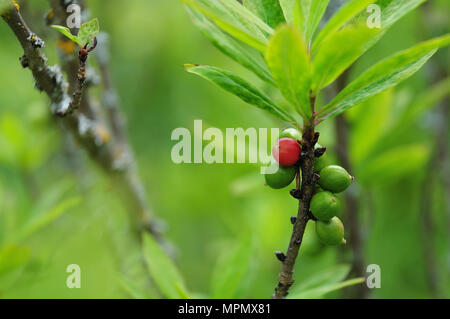 Grüne und rote Früchte auf Zweig des Daphne mezereum, eine giftige Pflanze Stockfoto