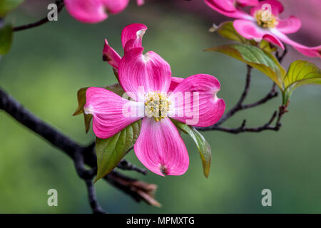 Cornus ist eine Gattung von Gehölzen in der Familie Cornales, allgemein bekannt als Hartriegel Stockfoto