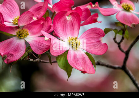 Cornus ist eine Gattung von Gehölzen in der Familie Cornales, allgemein bekannt als Hartriegel Stockfoto