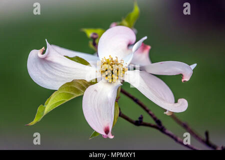 Cornus ist eine Gattung von Gehölzen in der Familie Cornales, allgemein bekannt als Hartriegel Stockfoto