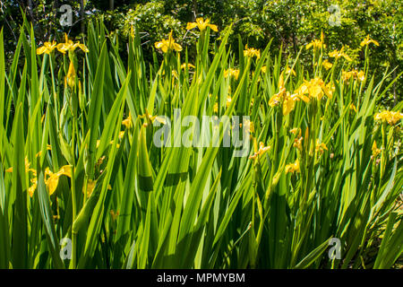 Gelbe Flagge Schwertlilie (Iris pseudacorus) in einem Gartenteich, England Stockfoto