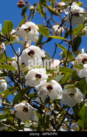 Sinkende Schale Blumen der frühen Blüte im hardy Baum magnolia Magnolia sieboldii sinensis ssp. Stockfoto