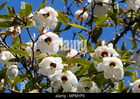 Sinkende Schale Blumen der frühen Blüte im hardy Baum magnolia Magnolia sieboldii sinensis ssp. Stockfoto