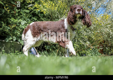 English Springer Spaniel beim Spielen im Garten an einem schönen sonnigen Tag Stockfoto