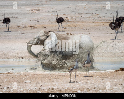 Afrika, Namibia, Etosha Nationalpark, Elefant läuft in Wasser, Schlammbad, Loxodonta Africana Stockfoto