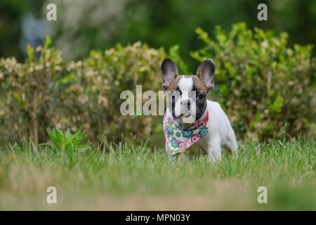 Süße französische Bulldogge Welpen außerhalb auf Gras. Kleines Haustier. Bester Freund. Stockfoto