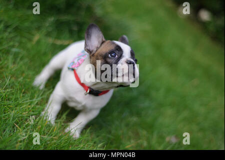 Neugierig Bulldogge Welpen lookuing. Stockfoto