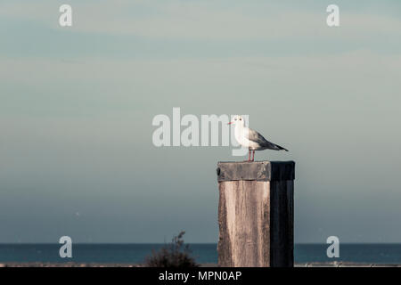 Deutschland, Ostfriesland, Möwe sitzend auf hölzerne Stange Stockfoto