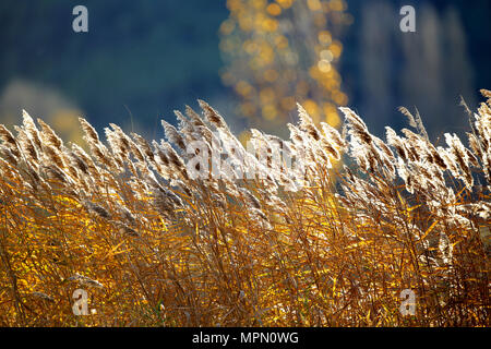 Spanien, Wicker Anbau in Canamares im Herbst Stockfoto