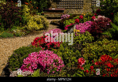 Eine spring flower bed. Farbe der Federn, wo Azaleen, Lavendel, Farne und bunte Blätter Farbe im Garten. Stockfoto