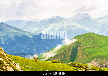 Blick auf die Gruppe der Steinböcke in den Bergen von Arlberg in Österreich Stockfoto