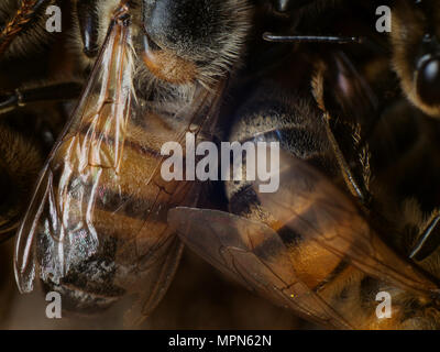 Europäischen Honigbienen auf dem hive Eingang (Apis mellifera) Stockfoto