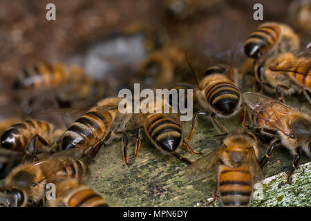 Europäischen Honigbienen auf dem hive Eingang (Apis mellifera) Stockfoto