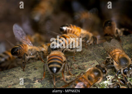 Europäischen Honigbienen auf dem hive Eingang (Apis mellifera) Stockfoto