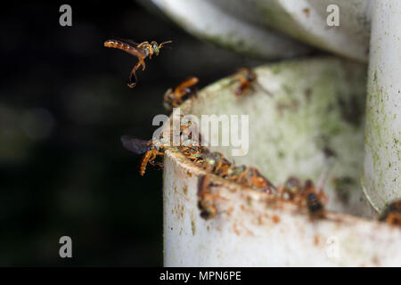 Tetragonisca angustula stachellosen Bienen auf den Bienenkorb Eingang Stockfoto