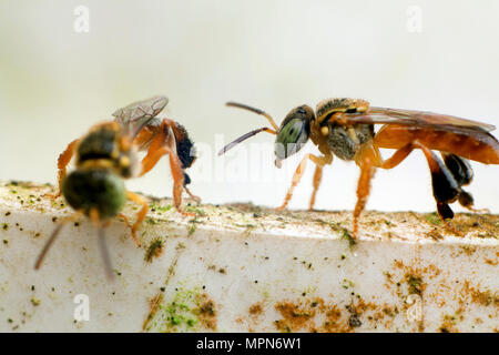 Tetragonisca angustula stachellosen Bienen auf den Bienenkorb Eingang Stockfoto