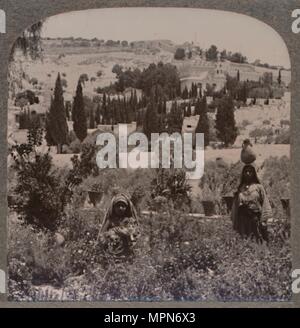 Garten von Getsemani und Ölberg aus dem Griechischen Gärten', c 1900. Artist: Unbekannt. Stockfoto