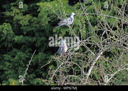 Paar mit Kragen Trauer Tauben lateinischen Streptopelia Deaocto männlichen und weiblichen thront in einem Baum in Italien Taube artenreichen Vogel-Familie von Ruth Schwan Stockfoto