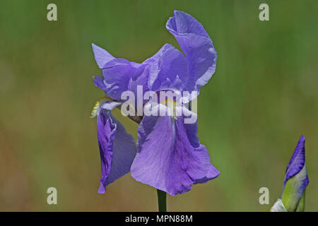 Purple Flag Iris oder bärtigen Iris Blume sehr nahe Lateinischer Name pogoniris von iridaceae Familie in Italien im Frühjahr Stockfoto