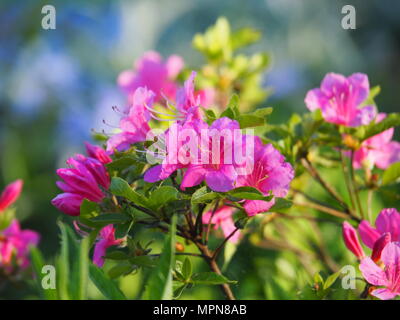 Schöne rosa Azalea, Rhododendron blühen im Garten Stockfoto