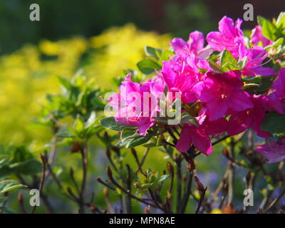 Schöne rosa Azalea, Rhododendron blühen im Garten Stockfoto