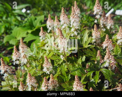 Ayglow Heucherella 'Pink'-Schaumigen Glocken Stockfoto