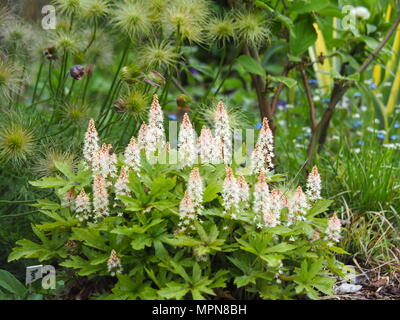 Ayglow Heucherella 'Pink'-Schaumigen Glocken Stockfoto