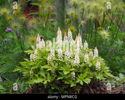 Ayglow Heucherella 'Pink'-Schaumigen Glocken Stockfoto