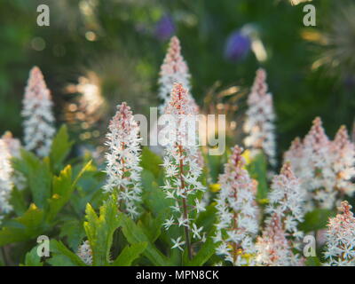 Ayglow Heucherella 'Pink'-Schaumigen Glocken Stockfoto