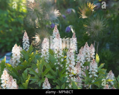 Ayglow Heucherella 'Pink'-Schaumigen Glocken Stockfoto