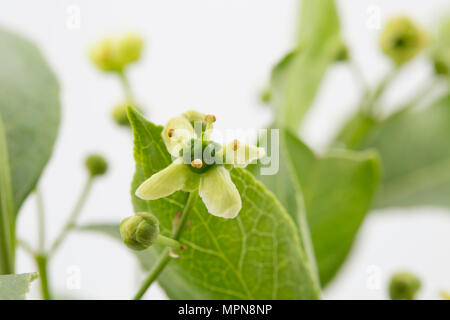 Blumen und Blüten sowie deren Knospen der Spindel Baum, Euonymus EUROPAEUS fotografiert in einem Studio. North Dorset England UK GB Stockfoto