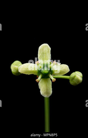 Blumen und Blüten sowie deren Knospen der Spindel Baum, Euonymus EUROPAEUS fotografiert in einem Studio. North Dorset England UK GB Stockfoto