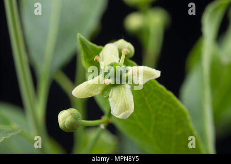 Blumen und Blüten sowie deren Knospen der Spindel Baum, Euonymus EUROPAEUS fotografiert in einem Studio. North Dorset England UK GB Stockfoto