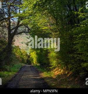 Ein Pfad oder eine Straße durch den Wald in der frühen Frühling Stockfoto