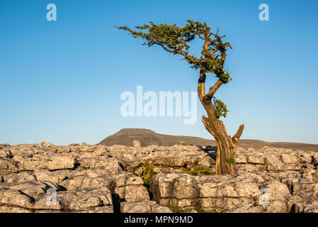 Ein einsamer Baum unter Kalkstein Plasterung auf Twistleton Narbe über dem Dorf Ingleton in den Yorkshire Dales Stockfoto