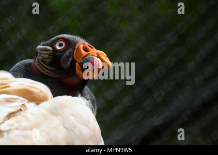 King Vulture (Sarcoramphus Papa). Grüne verschwommenen Hintergrund. Stockfoto