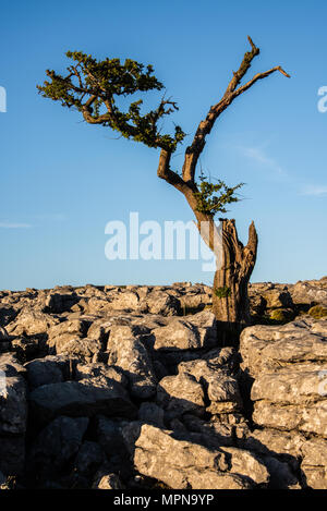 Ein einsamer Baum unter Kalkstein Plasterung auf Twistleton Narbe über dem Dorf Ingleton in den Yorkshire Dales Stockfoto