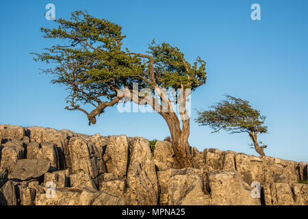 Zwei hawthorn Bäume unter Kalkstein Plasterung auf Twistleton Narbe über dem Dorf Ingleton in den Yorkshire Dales Stockfoto