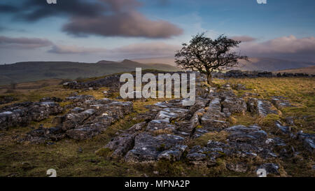 Ein einsamer Baum unter Kalkstein Pflaster auf den Hügeln über dem Dorf niederlassen in den Yorkshire Dales Stockfoto